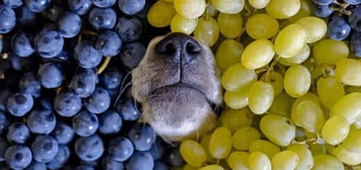 ¿Puede un perro comer uvas?