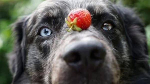 Los perros pueden comer fresas